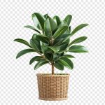 What Are The Common Uses Of Ficus Elastica? 