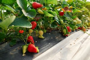 Best Companion Plant For Strawberries