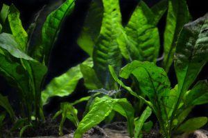 Best Plants for Ghost Shrimp