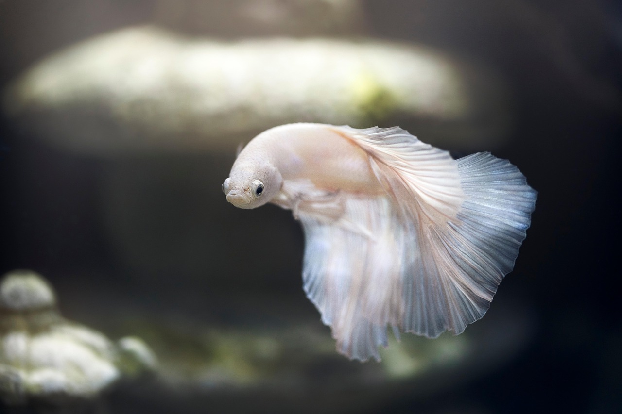 Best Betta Fish Tank With Filter And Heater