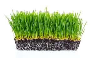 Best Fertilizer For Sod Plugs