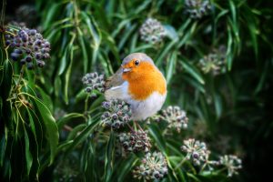 Best Bird Seed For Wild Birds