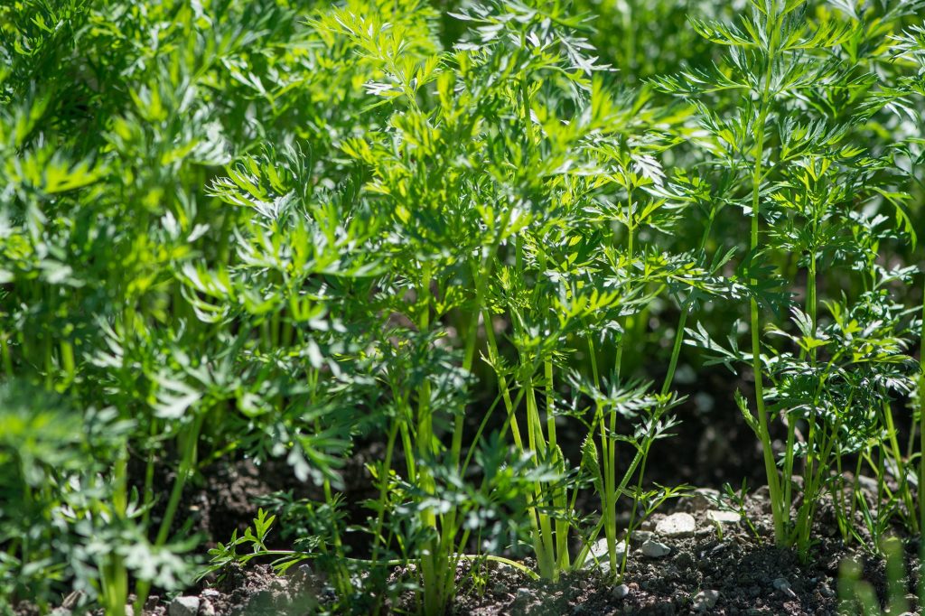 best companion plants for carrots