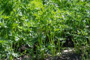 best companion plants for carrots