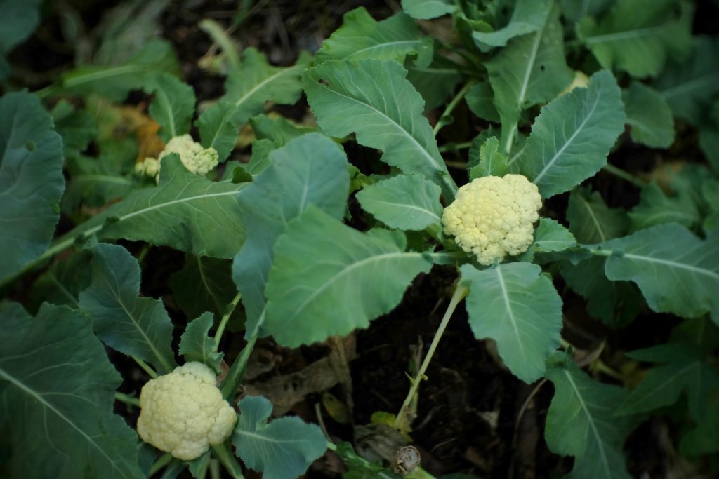 Companion Plants For Cauliflower