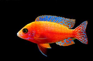 Best Wrasse For Nano Reef Tank