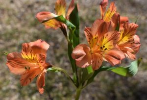 Best Fertilizer For Alstroemeria