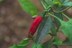 Best Insecticide For Thrips In Chilli