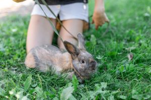 Flowering Shrubs That Rabbits Hate