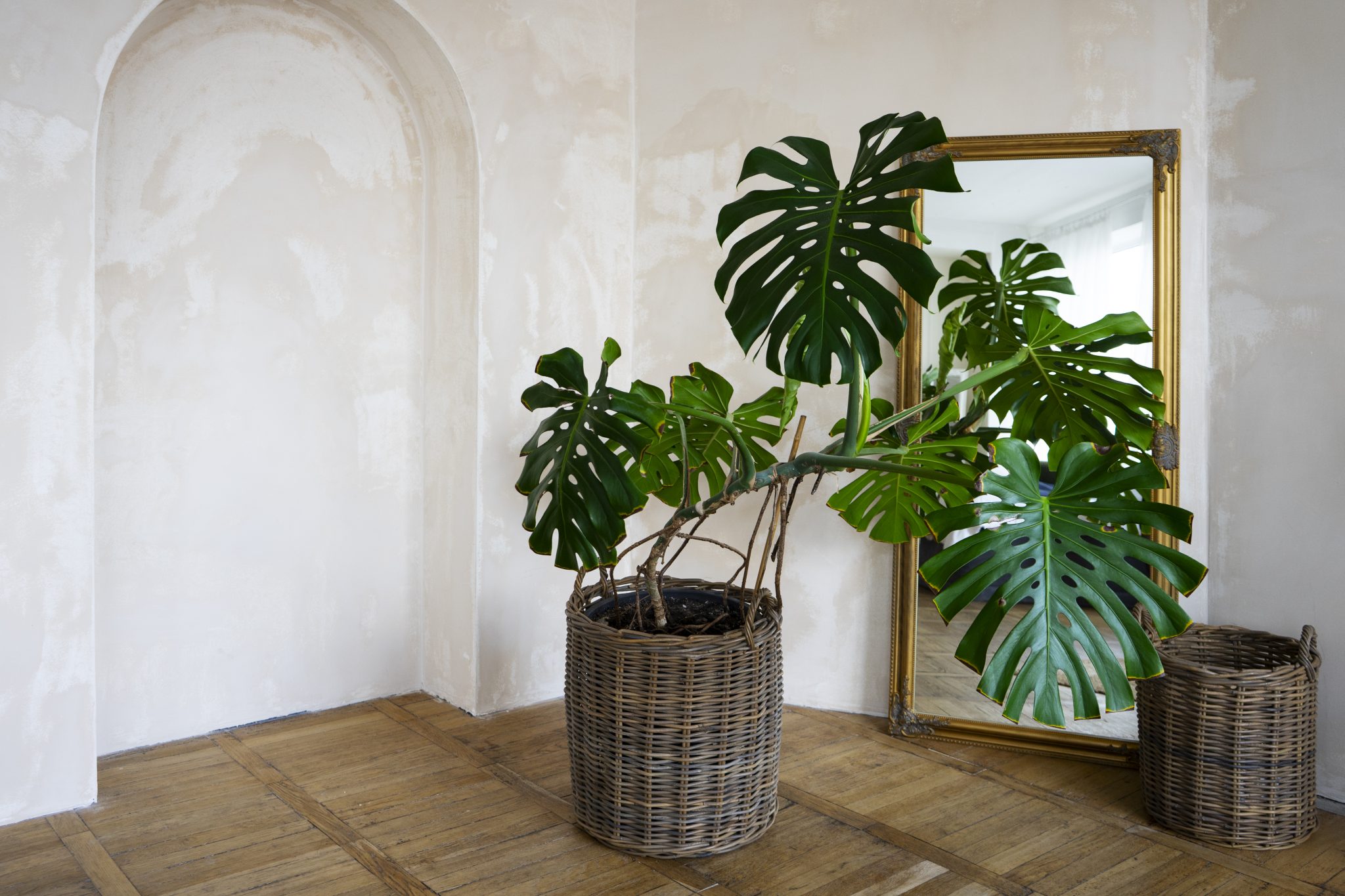 Where Should I Put My Monstera Plant In My House? - FarmTilling