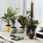 Plant That Brings Happiness Wealth