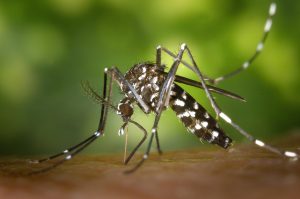 Perennial Plants That Are Mosquito Repellent