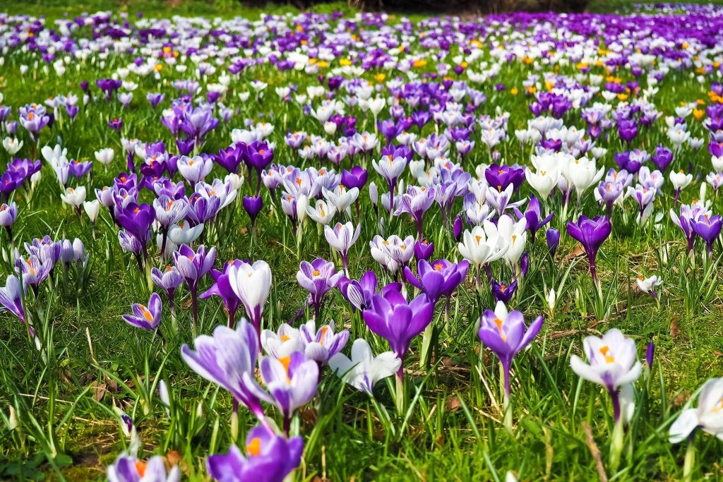 Best Fertilizer For Spring Flowers
