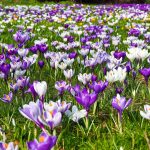 Best Fertilizer For Spring Flowers