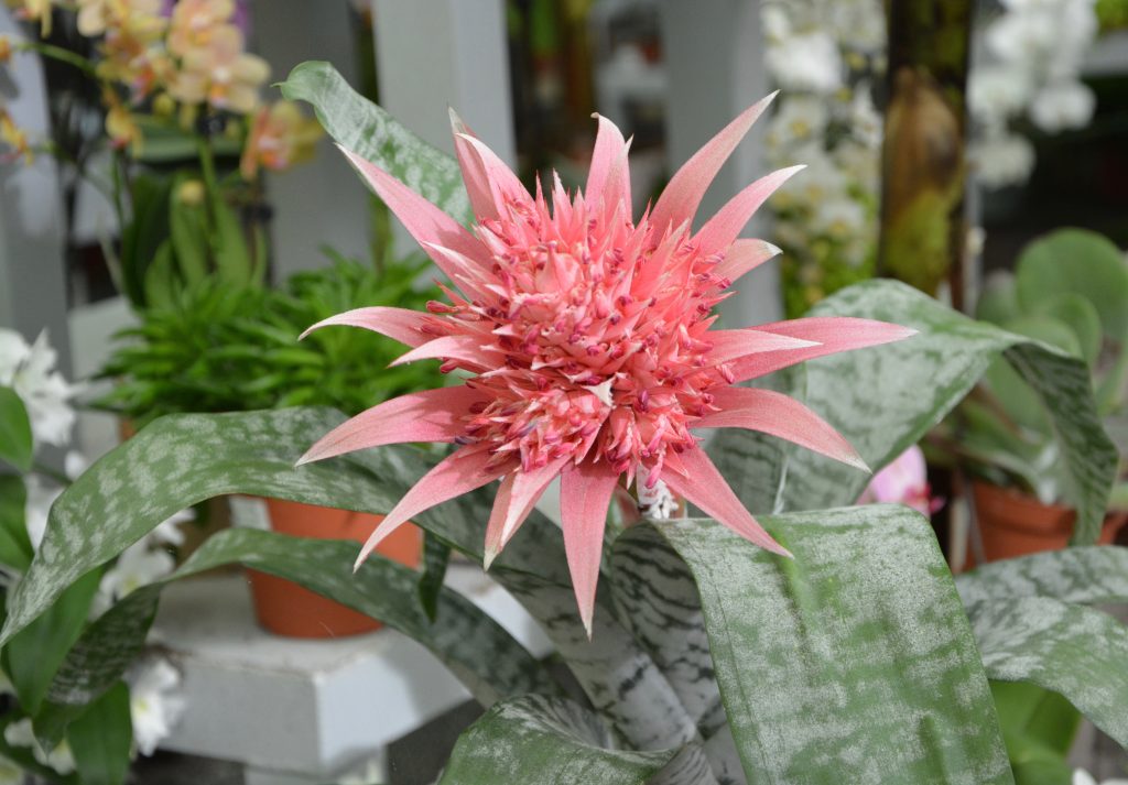 Best Fertilizer For Aechmea Fasciata