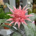 Best Fertilizer For Aechmea Fasciata