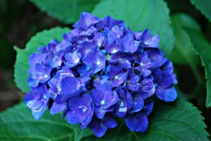 Best Fertilizer For Blue Hydrangeas