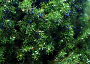 Best Fertilizer For Blue Rug Junipers