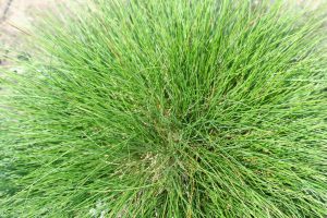 Best Fertilizer For Fescue In Spring