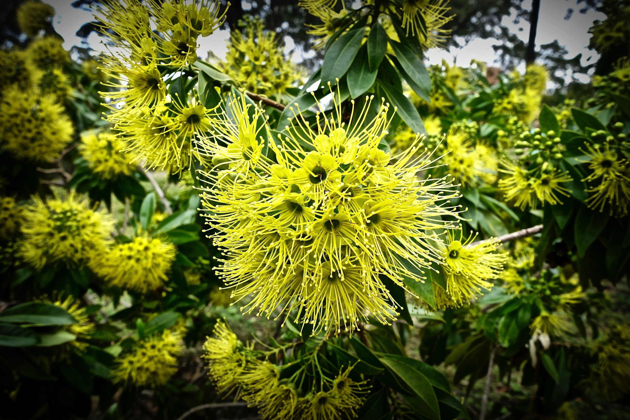 Best Fertilizer For Golden Wattle