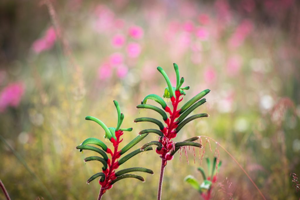 Best Fertilizer For Kangaroo Paws