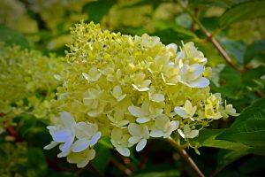 Best Fertilizer For Panicle Hydrangeas