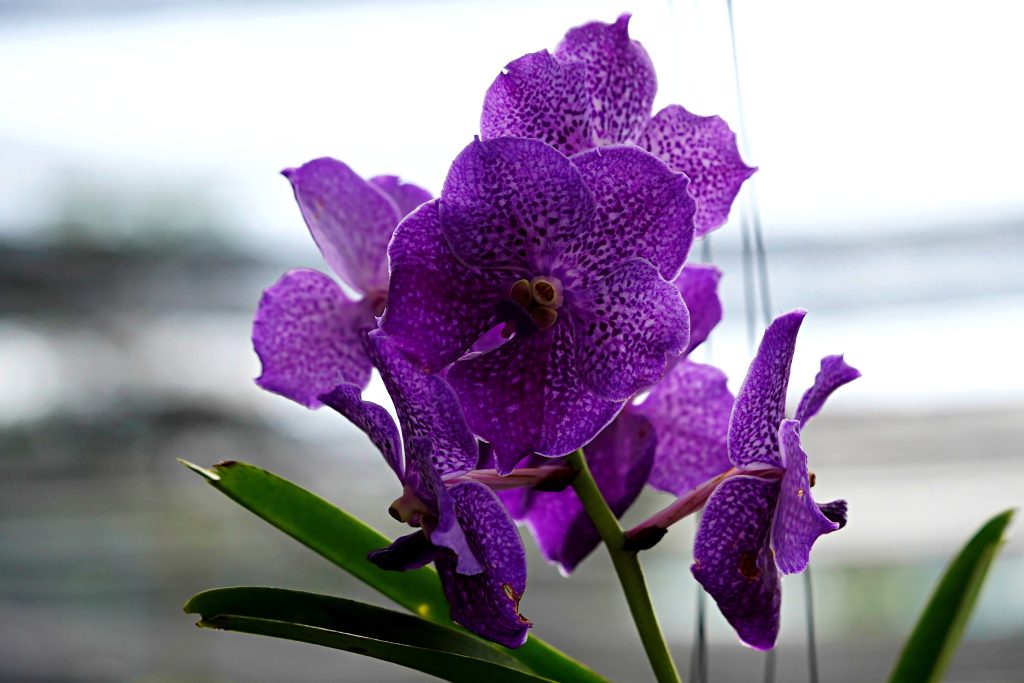 Best Fertilizer For Vanda Orchids
