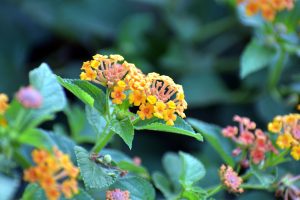Best Flowering Plants For Central Florida