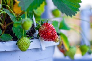 Best Flowers For Strawberry Pots In Texas