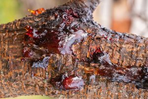 Best Fungicide For Gummosis