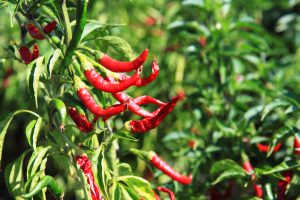 Best Grow Bags For Peppers