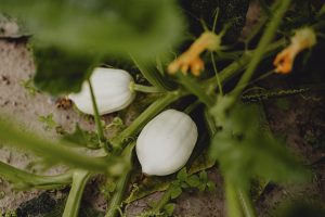Best Grow Bags For Pumpkins
