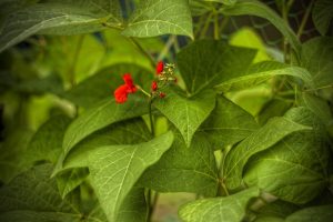 Best Grow Bags For Runner Beans 