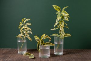 Best Indoor Plants For Water Culture