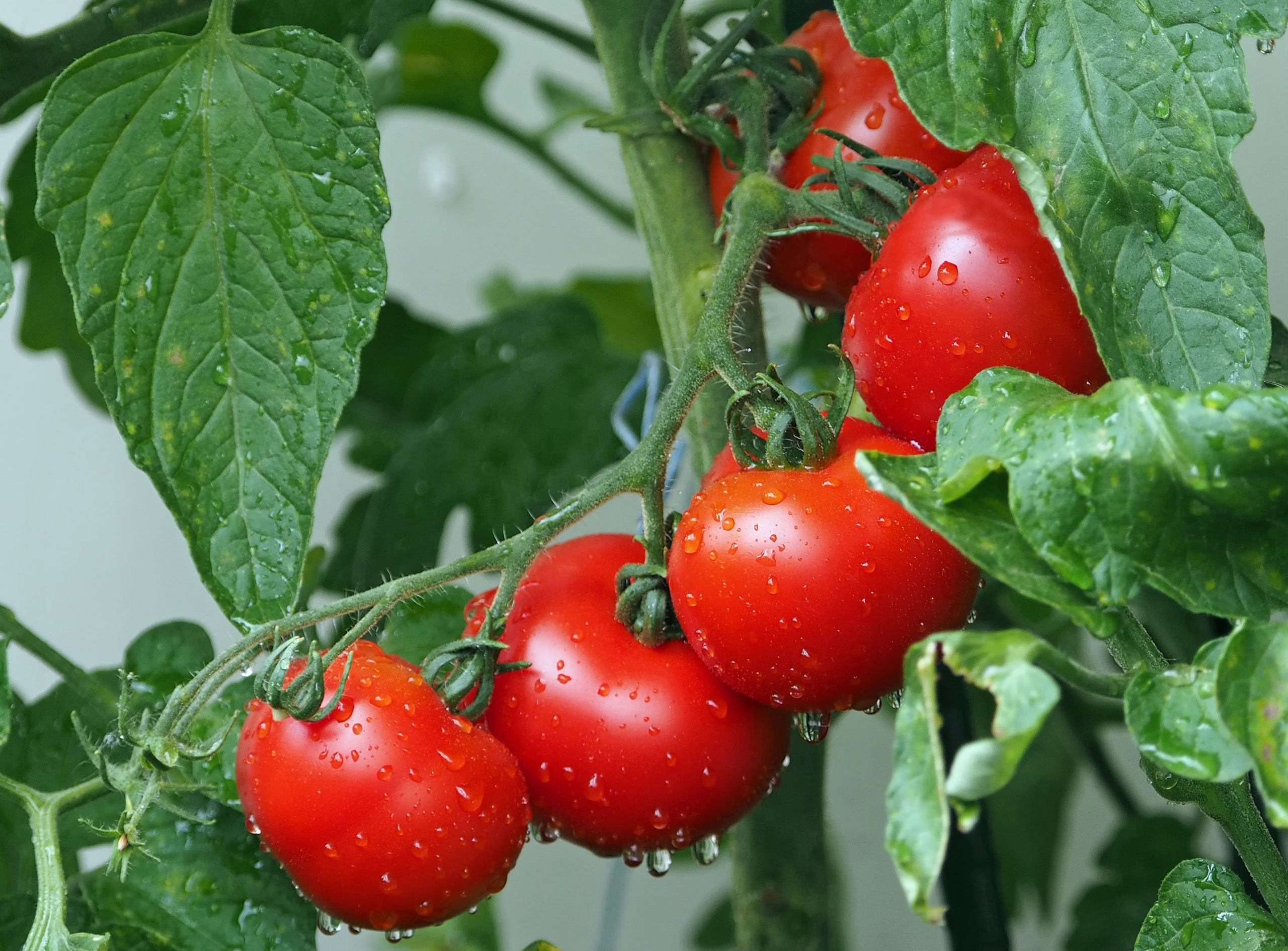 Best Slow Release Fertilizer For Vegetables