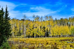 Best Smooth Bark Trees In Michigan