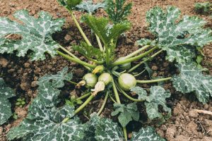 Best Vegetables For Gastroparesis