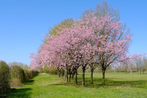 Flowering Trees In West Virginia