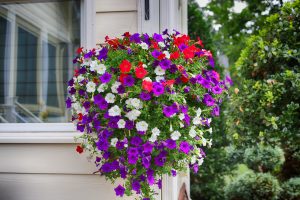 Hardy Hanging Basket Plants