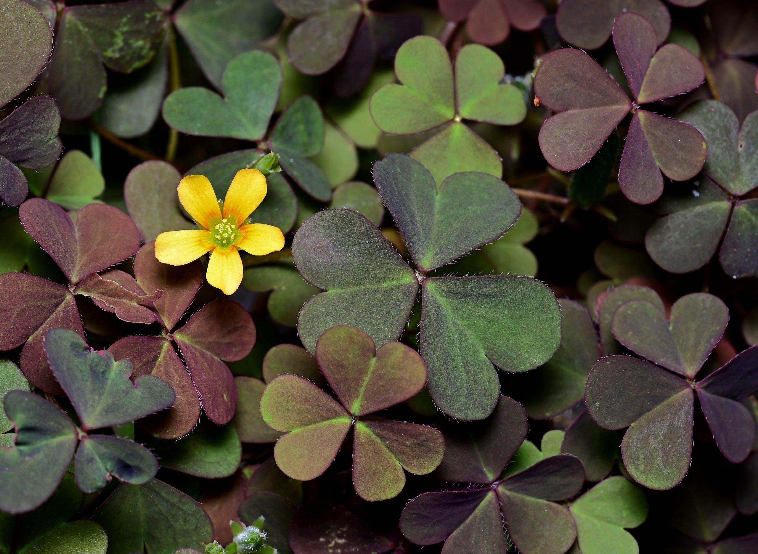 How Do I Get Rid Of Creeping Oxalis In My Lawn