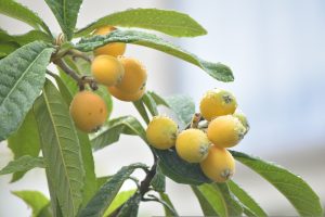 How To Get A Loquat Tree To Fruit?