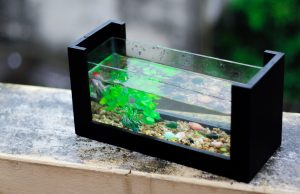 What Are The Easiest Aquarium Plants To Keep Alive