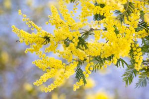 What Pests Affect Golden Wattle
