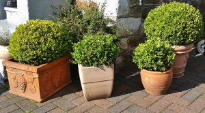 What Potted Plants Can Live Outside In The Winter