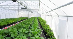 White Shade Cloth For Greenhouse