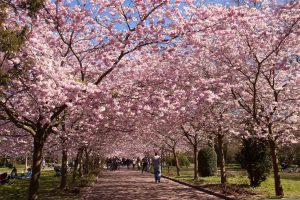 Pink Trees In Pennsylvania