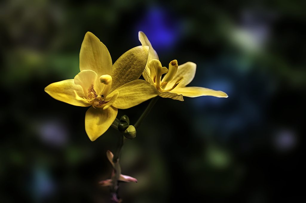 Best Fertilizer For Spathoglottis Kimballiana