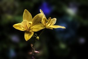 Best Fertilizer For Spathoglottis Kimballiana