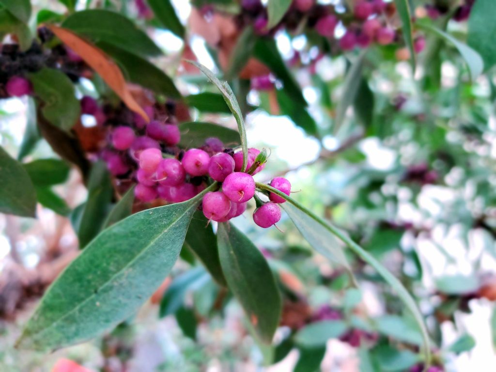 Best Fertilizer For Lilly Pilly