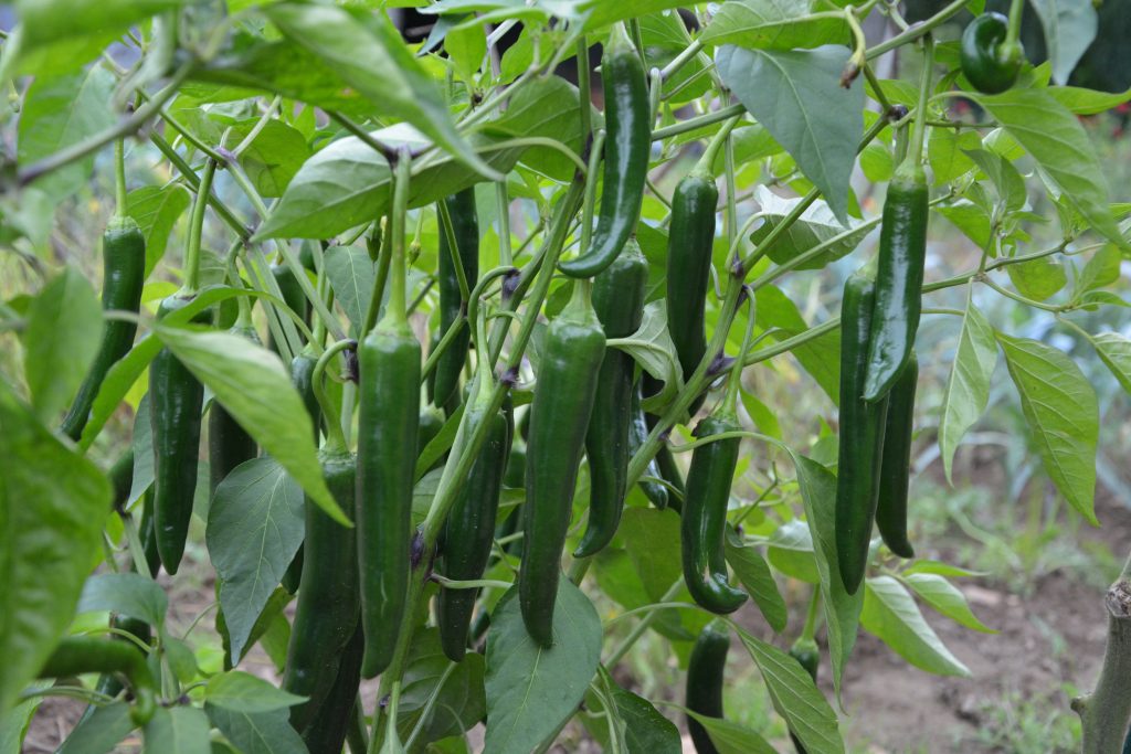 Best Fertilizer For Green Chilli Plant